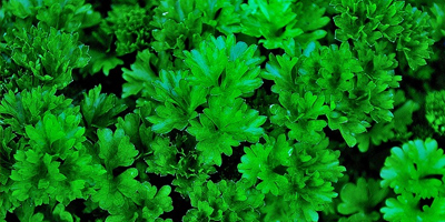 nakupujte polská semena zeleninových květin ve velkém